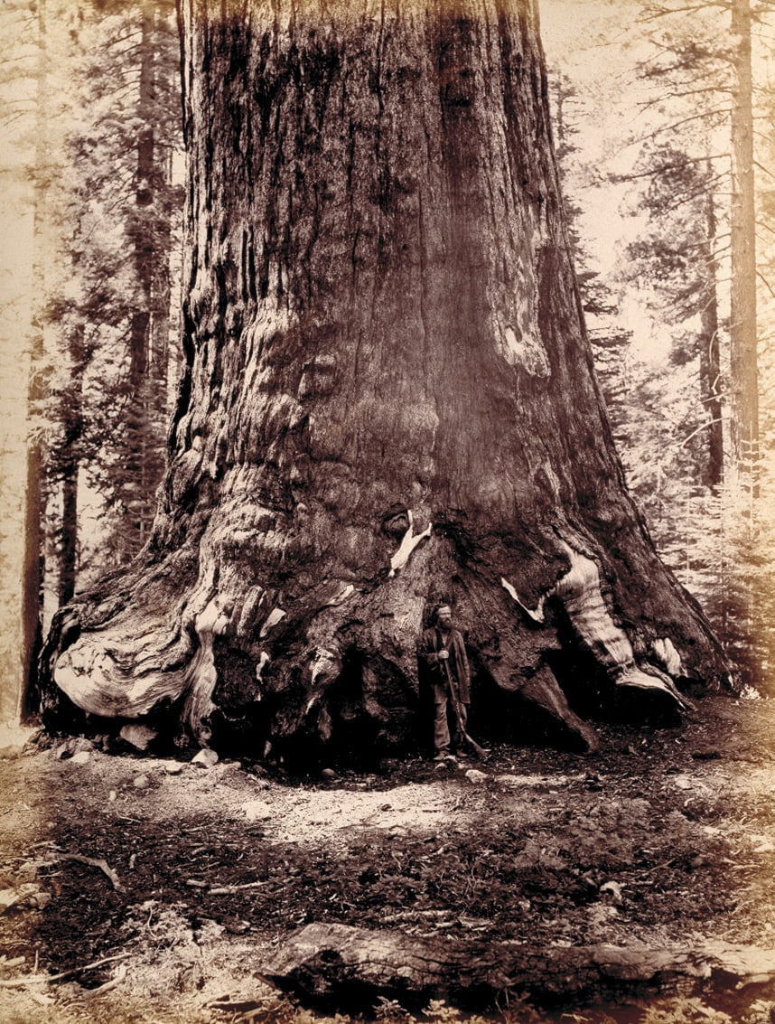 Giant Sequoia with Galen Clarke 1861, by Carleton Watkins