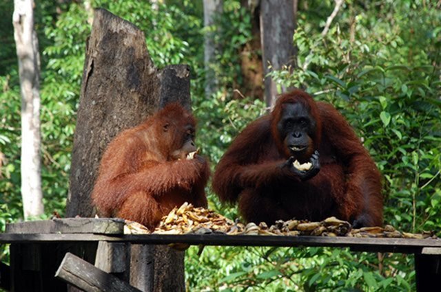 The Bornean Orang-utan. (Source: Behan)