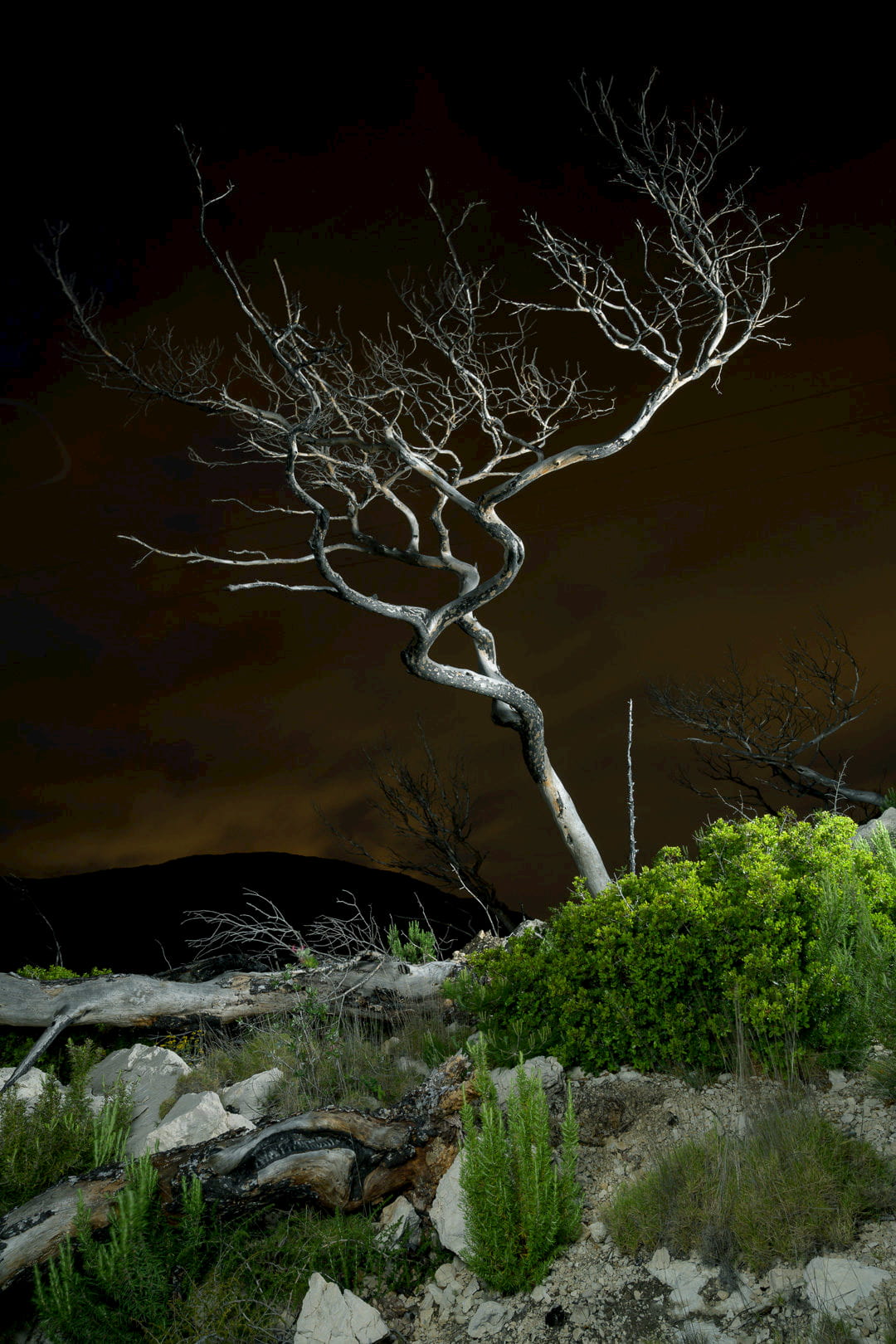 <i>Dead Tree #1</i> by Charles Xelot (2020)