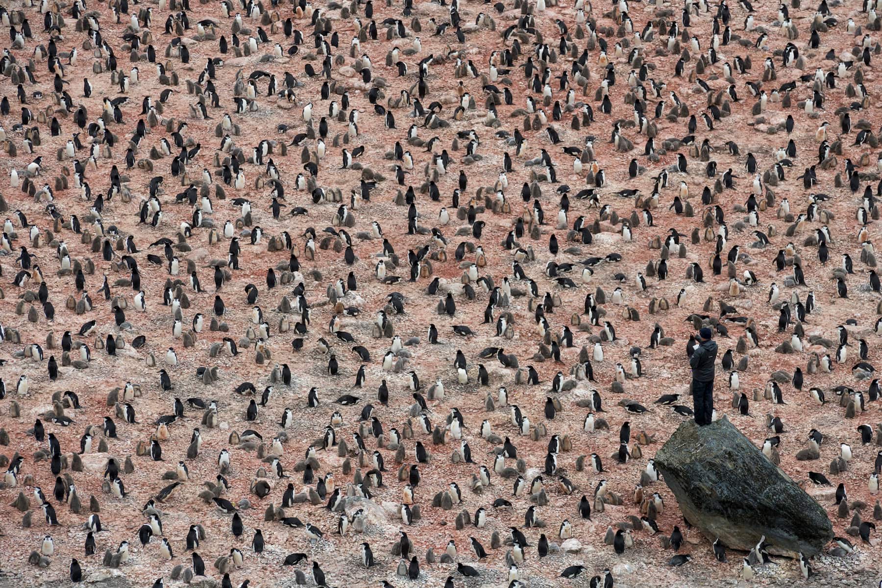 <i>Penguin Scientists in Antarctica </i> Christian Åslund (2020)