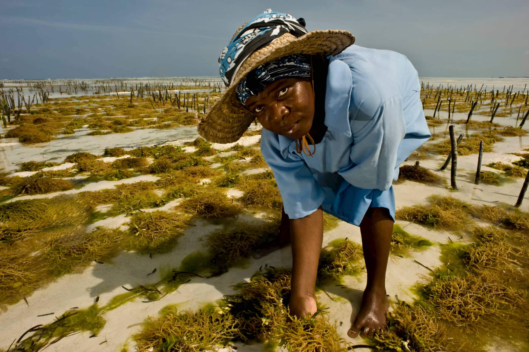 <i>Sea Weed Cultivation & Cultivation in Zanzibar </i> by Lar Boland (2019)