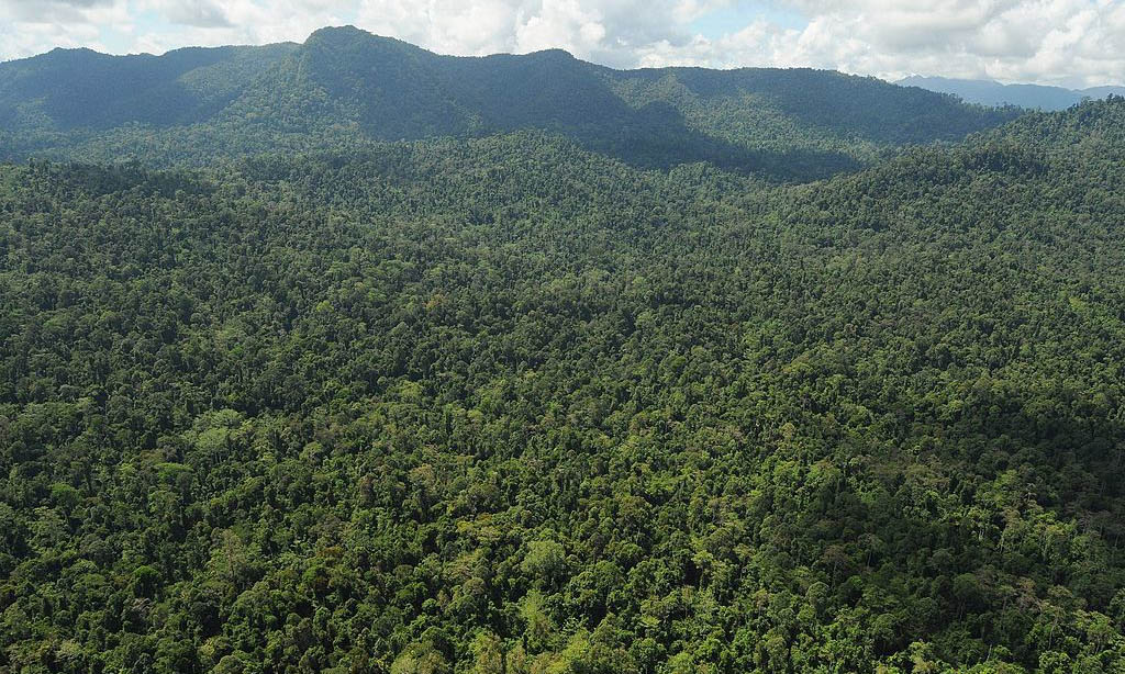 Kuamut Forest Reserve, Sabah, Malaysian Borneo, lowland Dipterocarp forest allocated for logging during 2014 - 2018(Image: K. Yoganand/Wikimedia, CC BY-SA 4.0)