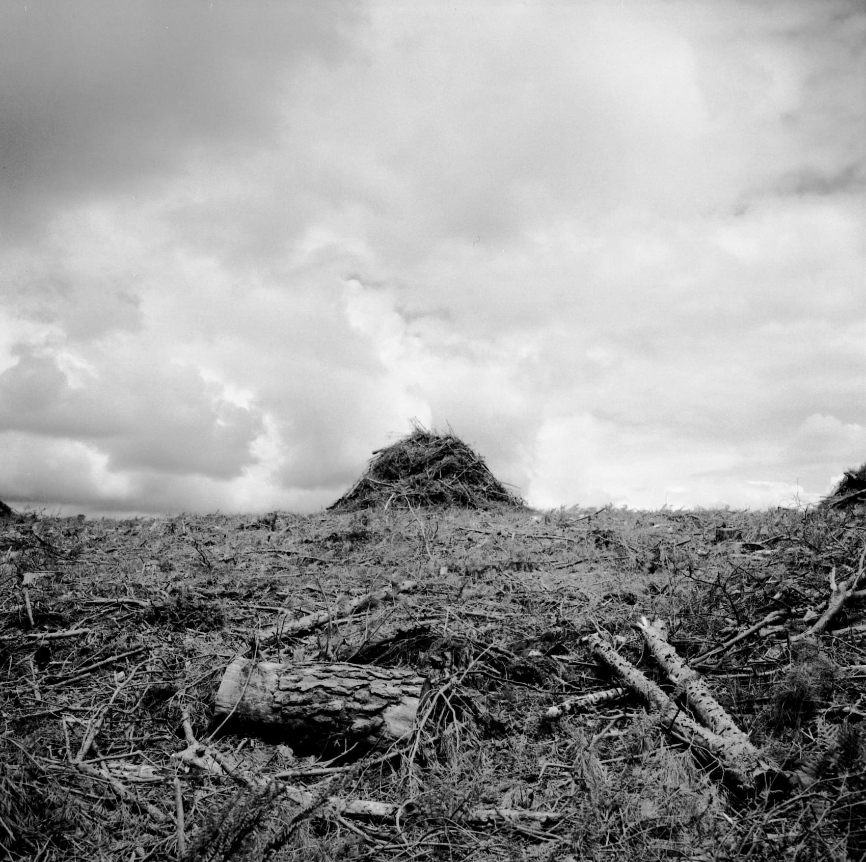 <i>04 Cleared Timber Stand</i> by Nick Green (2020)