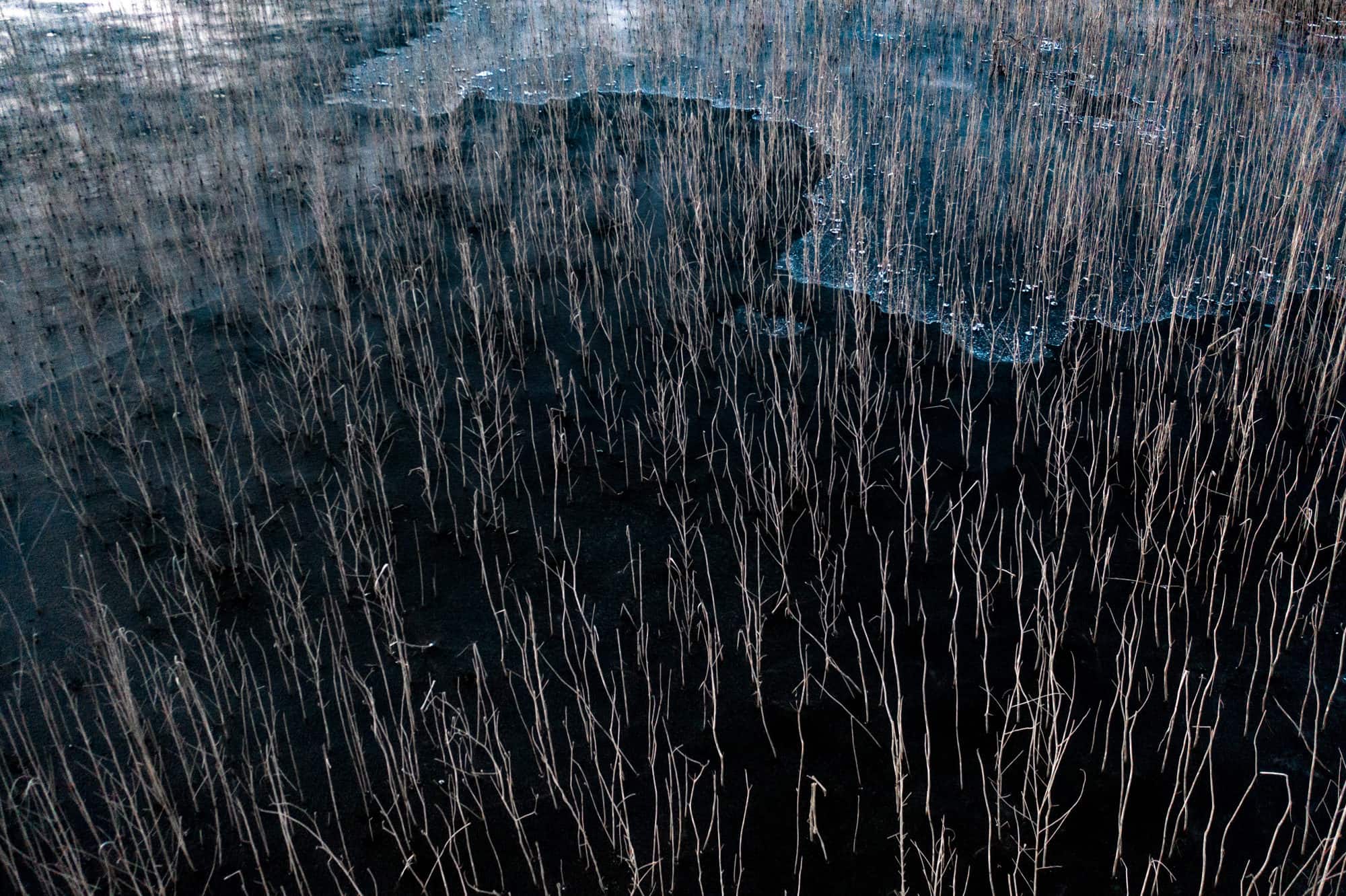 <i>Wetland in Winter</i> by Yu Qiyong (2020)