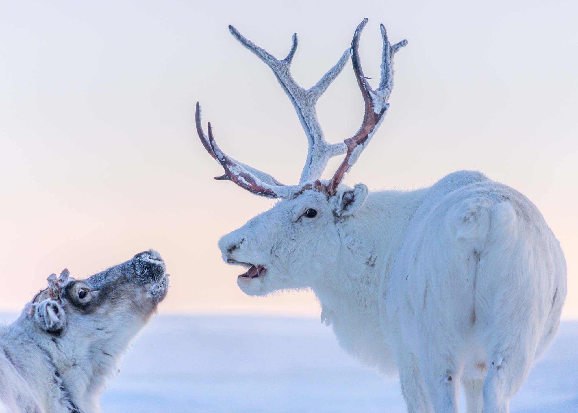 Reindeer, northern Siberia  (Image: Hans-Jurgen Mager/Unsplash)