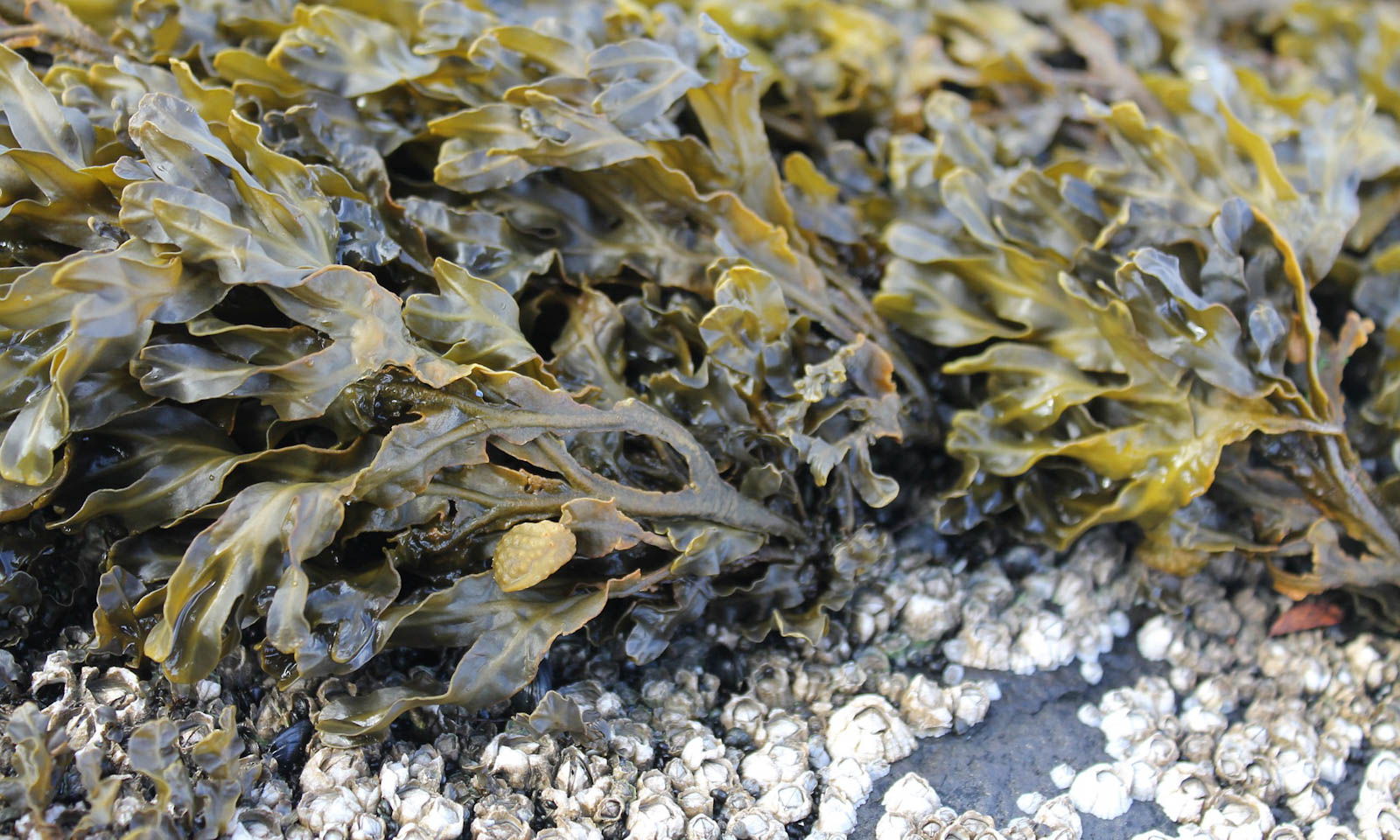 Seaweed (Image: Mauriceangres/Pixabay)