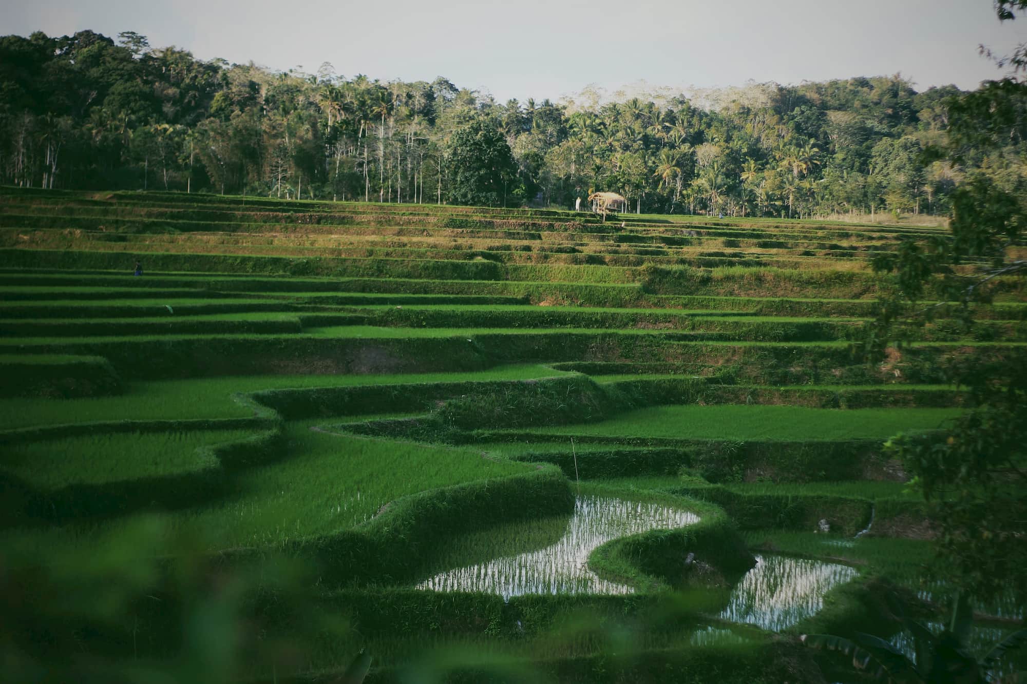 Rice paddy fields in Sumba, East Nusa Tenggara, Indonesia (Image: Umbu Tokung/Pexels)