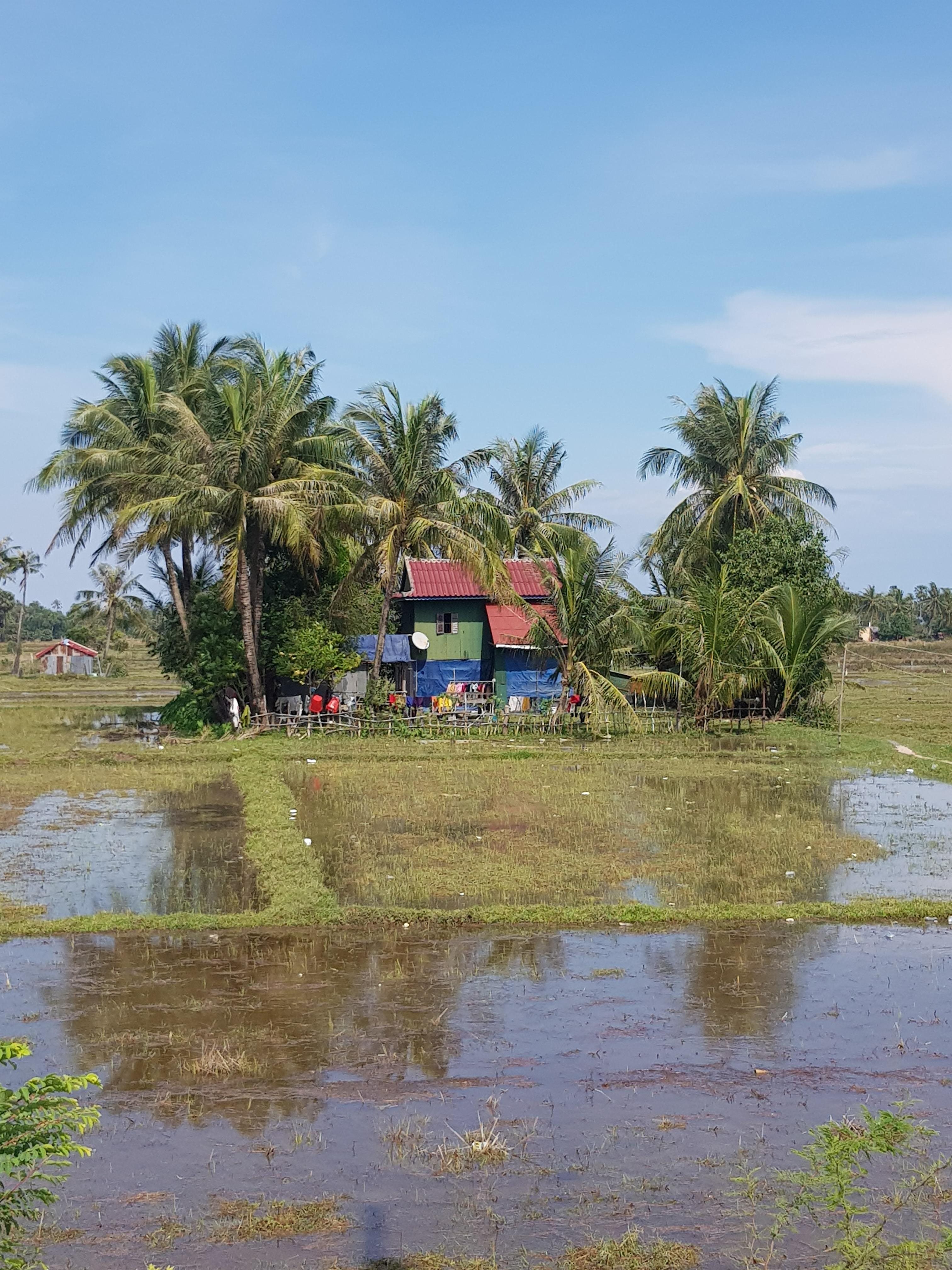 Kampot province: Despite its coastal climate, the predominance of rice paddy leaves residents vulnerable to drought.
