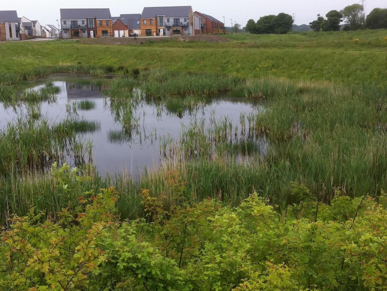 Sustainable drainage pond in the Newcastle Great Park  development, Newcastle, UK. Image: Emily O’Donnell