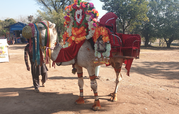 A beautiful camel decorated with flowers and make-up paint - rides in Islamabad for tourists.